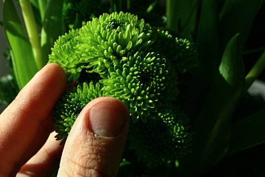 Small Green Supplementary Flowers For Bouqet In Florist Hand