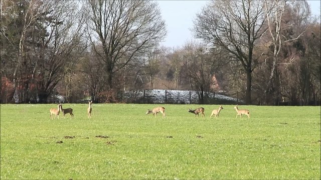 Rehe in freier Natur, wiese, b&auml;ume
