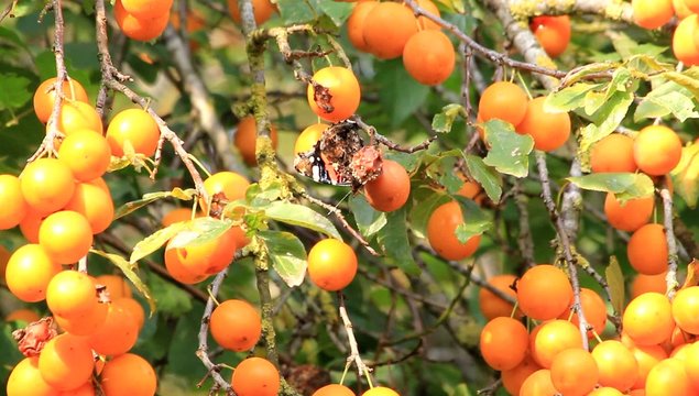 Schmetterling frisst verdorbene gelbe Pflaume am Baum 