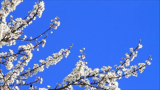 Pflaumenbaumbl&uuml;ten wei&szlig; vor blauem himmel 