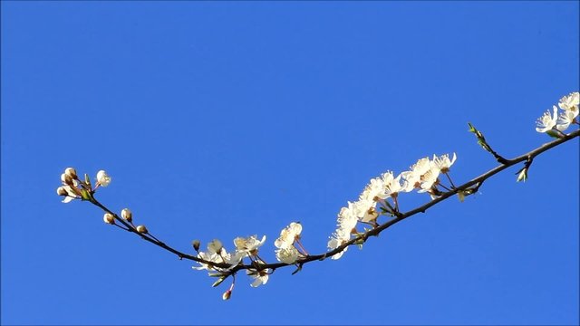 Pflaumenbaumbl&uuml;ten wei&szlig; vor blauem himmel 