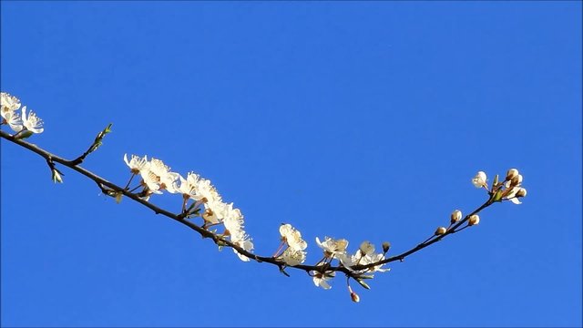 Pflaumenbaumbl&uuml;ten wei&szlig; vor blauem himmel 