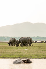 Obraz premium water buffalo eating grass in field