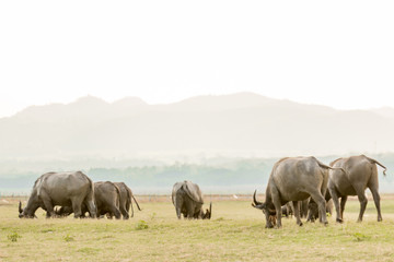 Fototapeta premium water buffalo eating grass in field