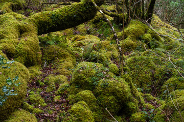 gras,grün,irland, Wald
