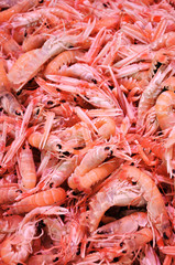 coquillages et crustacés