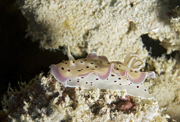 Chromodoris Tritos, South Ari Atoll, Maldives © Daniel Lamborn
