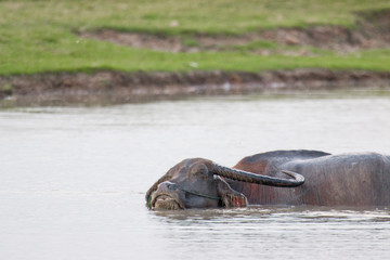 Fototapeta premium water buffalo eating grass in field