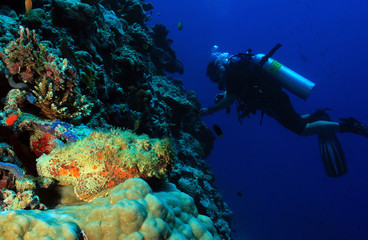Stonefish and Diver on Reef Wall, South Ari Atoll, Maldives