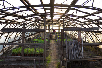 Fototapeta na wymiar The greenhouse