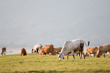 Obraz premium cows on green meadow