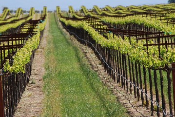 Obraz premium Vineyard