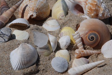 Collection of Seashells