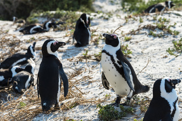 Jackass Penguins (Spheniscus Demersus)