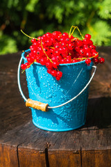 red currant fruit bucket summer rain drops water wooden