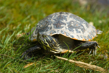 Turtle. The yellow-bellied slider (Trachemys scripta scripta).