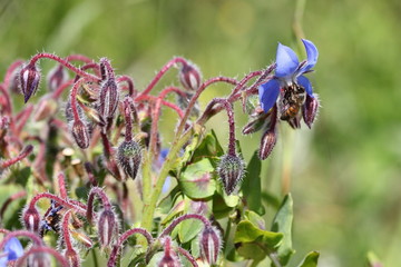 Ape e fiori di campo