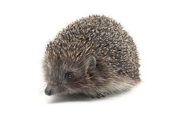 Hedgehog close-up isolated on white background