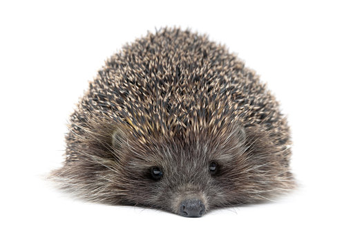 portrait of a young hedgehog on white background