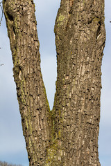Obraz premium Rinde an einem Baum