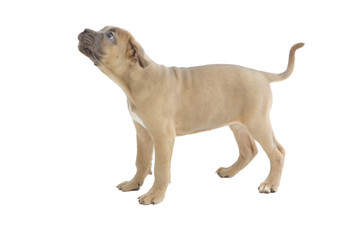 Pies rasowy Cane-corso - obrazy, fototapety, plakaty