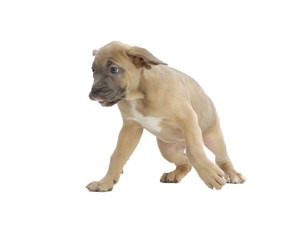 Pies rasowy Cane-corso