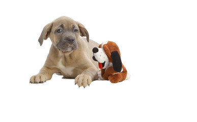 Pies rasowy Cane-corso