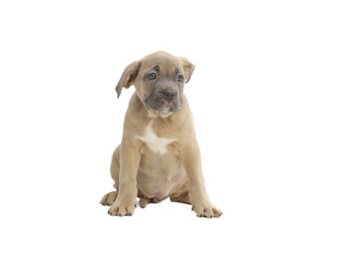Obraz premium Pies rasowy Cane-corso