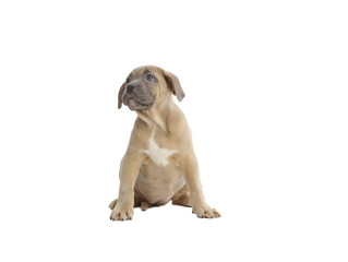 Pies rasowy Cane-corso