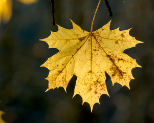 ein Blatt im Herbst