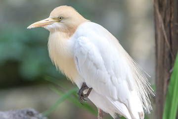 Cattle Egret (Bubulcus ibis) in bird park of Kuala Lumpur