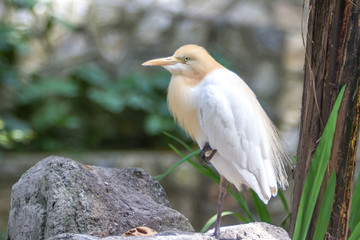 Cattle Egret (Bubulcus ibis) in bird park of Kuala Lumpur