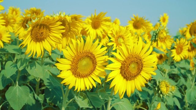 Beautiful Sunflowers in the field with light blue sky,dolly shot