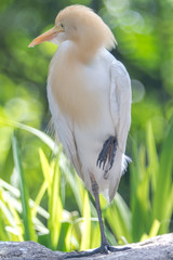 Cattle Egret (Bubulcus ibis) in bird park of Kuala Lumpur