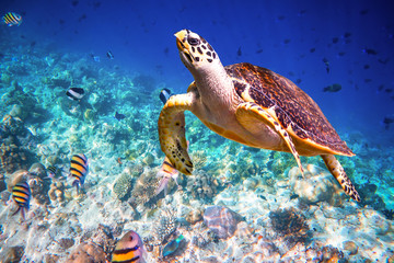 Obraz premium Hawksbill Turtle - Eretmochelys imbricata