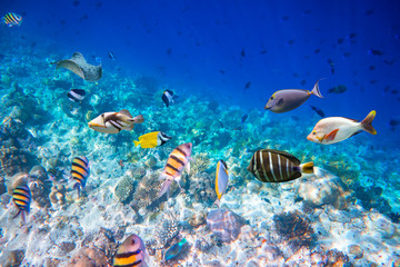 Obraz na płótnie Canvas Tropical Coral Reef.