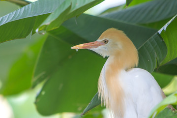 Obraz premium Cattle Egret (Bubulcus ibis) in bird park of Kuala Lumpur