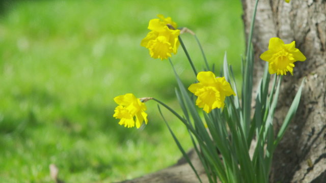 Daffodils swaying in the breeze on a bright day