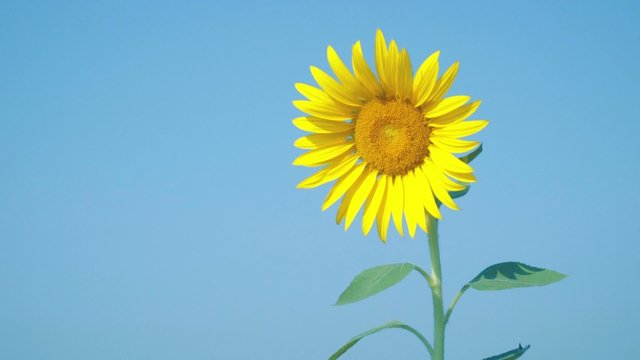 Beautiful One Sunflowers with light blue sky, space for text