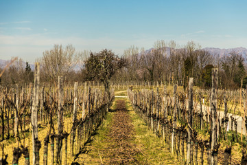 Vineyard in early spring