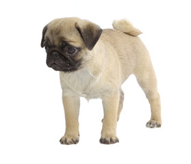 Pies rasowy pekińczyk