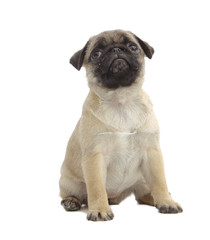 Obraz premium Pies rasowy pekińczyk