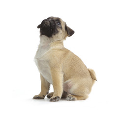 Pies rasowy pekińczyk