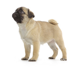 Obraz premium Pies rasowy pekińczyk