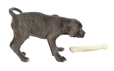 Pies rasy Cane-corso