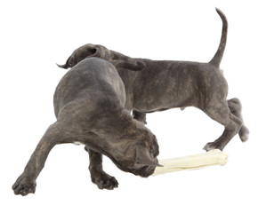 Obraz premium Pies rasy Cane-corso