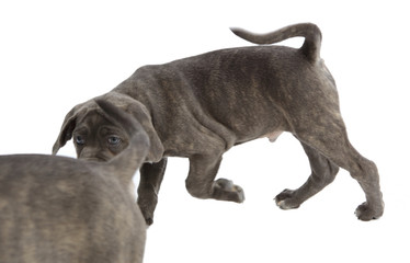 Obraz premium Pies Cane-corso