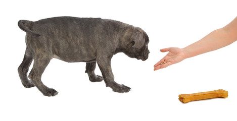 Pies rasy Cane-corso © fotodrobik
