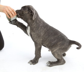 Pies rasowy Cane-corso