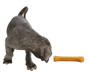 Pies rasy Cane-corso